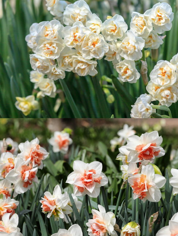 Daffodil Spring Bride Collection
